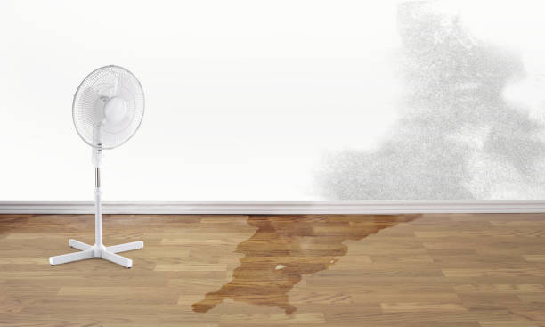 Best Water damage cleanup near me  in Labelle, FL